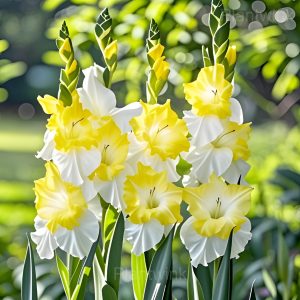 Gladiolus Seeds - 6🟨, 100 Seeds👍🔥