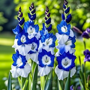 Gladiolus Seeds - 3🟦, 50 Seeds🌱