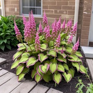 Giant Hosta Seeds - 41🟩💗, 50 Seeds👍