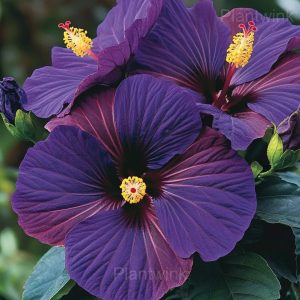 Giant Hibiscus Seeds - 58🟪🟥, 50 Seeds👍