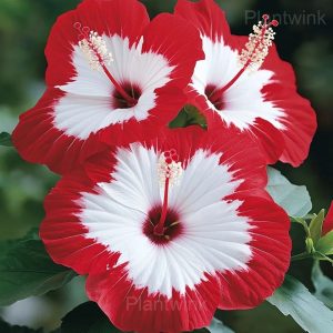 Giant Hibiscus Seeds - 2🟥, 50 Seeds👍