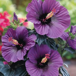 Giant Hibiscus Seeds - 5🟪, 100 Seeds💕🔥