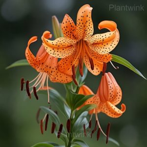 Rare Lily Seeds - 7🟧, 200 Seeds🌱
