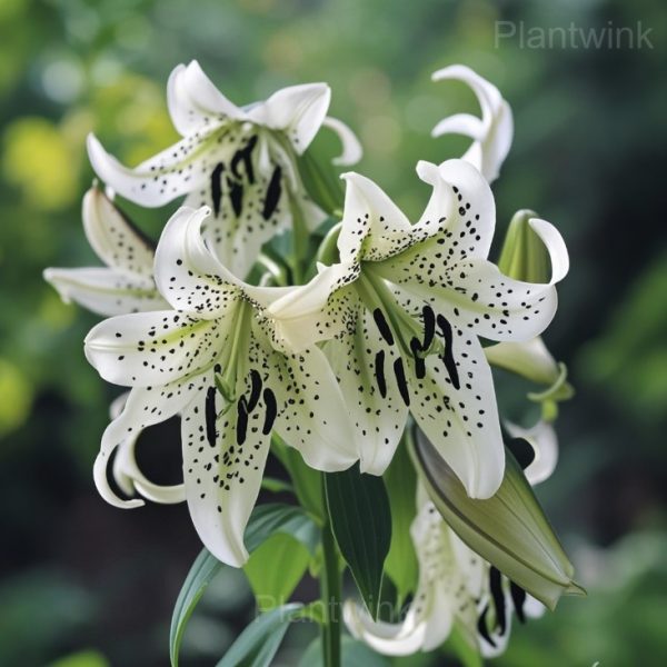 Rare Lily Seeds - Image 8