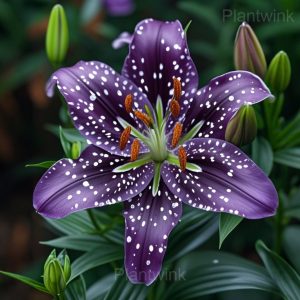 Selected Lily seeds - 79🟪💗, 50 Seeds🔥