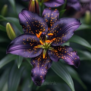 Selected Lily seeds - 24🟪⬛, 50 Seeds🔥