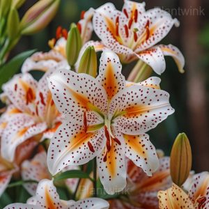 Charming Lily Seeds - 36⬜🟨, 400 Seeds💕