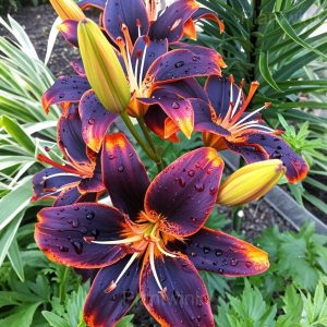 Charming Lily Seeds - 58🟪🟥, 200 Seeds🌱