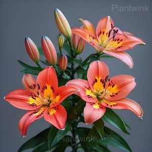 Charming Lily Seeds - 88🟧🟥, 50 Seeds👍