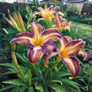 Charming Lily Seeds - 76🟪🟧, 50 Seeds👍