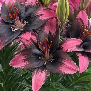 Charming Lily Seeds - 20💗⬛, 200 Seeds🌱