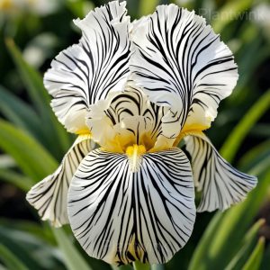 Rare Striped Iris Seeds - 10⬜, 200 Seeds🔥