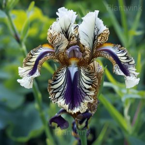 Rare Striped Iris Seeds - 81⬜⬛, 200 Seeds🔥