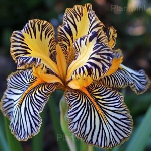 Rare Striped Iris Seeds - 13🟨⬛, 50 Seeds💗