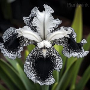 Rare Striped Iris Seeds - 9⬛, 100 Seeds🎁🔥