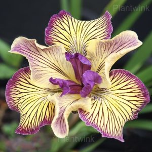 Rare Striped Iris Seeds - 39🟨🟪, 200 Seeds🔥