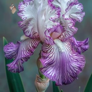 Romantic Iris Seeds - 12💗, 100 Seeds💗🔥