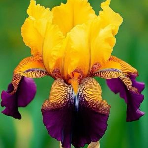 Romantic Iris Seeds - 39🟨🟪, 500 Seeds🌱