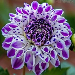 Dahlia Seeds - 54🟪⬜, 500 Seeds💗