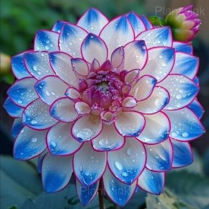 Dahlia Seeds - 28⬜🟦, 200 Seeds🎁