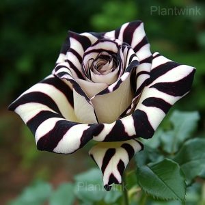 Striped Rose Seeds - 81⬜⬛, 500 Seeds💛