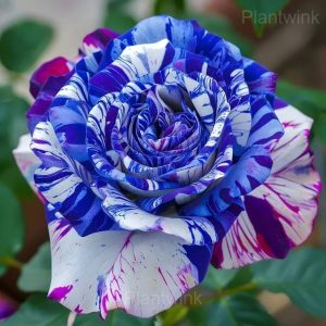 Fragrant Garden Roses - 78🟦💗, 50 Seeds💕