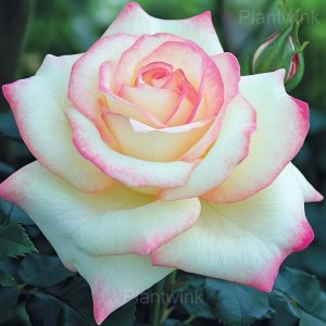 Blooming Rose Seeds - 66⬜💗, 500 Seeds🔥