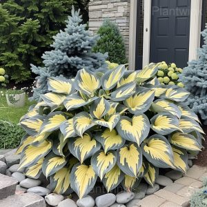 Elegant Hosta Seeds - 29🟩🟨, 50 Seeds🔥
