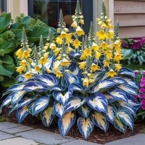 Hosta Mix Seeds - 16🟦🟨, 100 Seeds💕🔥
