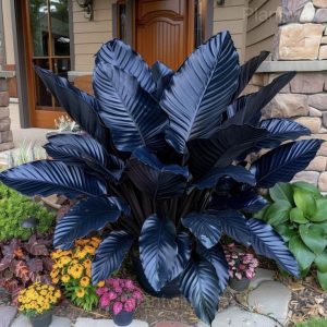 Colorful Caladium Seeds - 55⬛🟦, 50 Seeds💕