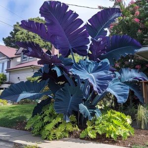 Fancy Leaf Caladium Seeds - 38🟦🟪, 500 Seeds👍