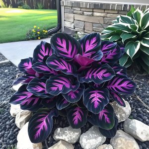 Fancy Leaf Caladium Seeds - 40⬛🟪, 200 Seeds💛