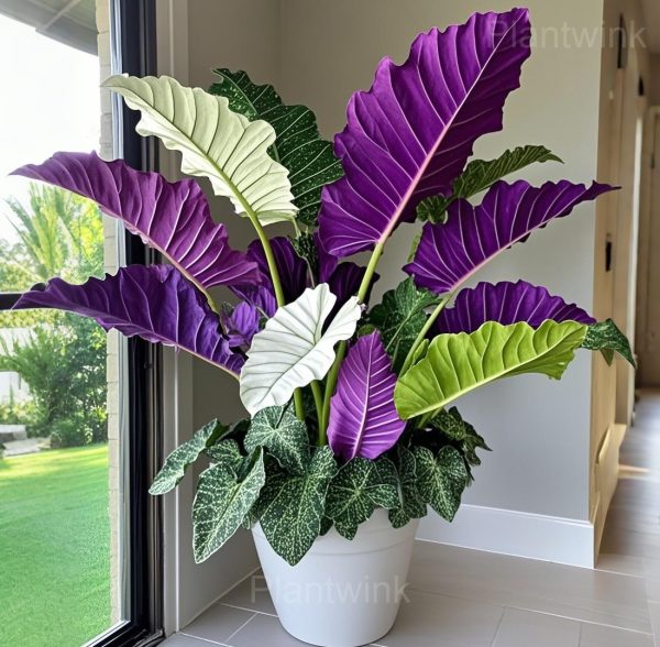 Fancy Leaf Caladium Seeds - Image 2