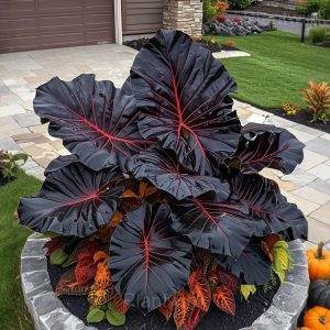 Garden Beauty Caladium Seeds - 77⬛🟧, 500 Seeds👍