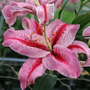 Elegant Lily Seeds - 12💗, 200 Seeds👍