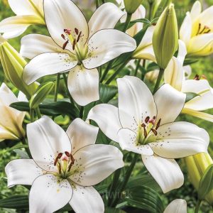 Perennial Lily Seeds - 10⬜, 50 Seeds💗