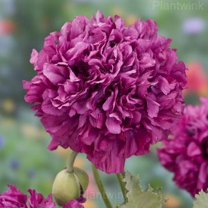 Elegant Peony Seeds - 5🟪, 100 Seeds🔥🔥