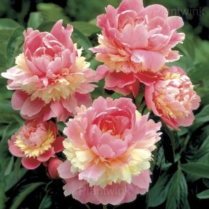 Elegant Peony Seeds - 63🟨💗, 500 Seeds👍