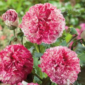 Elegant Peony Seeds - 27⬜🟥, 50 Seeds🌱