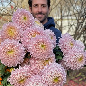 Colorful Chrysanthemum Seeds - 12💗, 50 Seeds💕