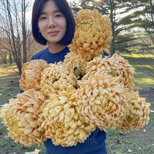 Colorful Chrysanthemum Seeds - 6🟨, 50 Seeds💕