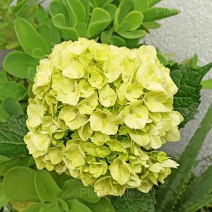 Rare Hydrangea Mix Seeds - 4🟩, 100 Seeds🌱🔥
