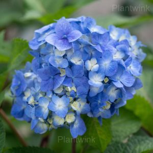 Rare Hydrangea Mix Seeds - 3🟦, 50 Seeds💛