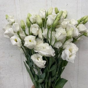 Elegant Lisianthus Seeds - 10⬜, 500 Seeds🌱