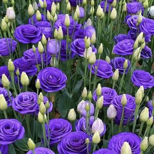 Elegant Lisianthus Seeds - 5🟪, 500 Seeds🌱