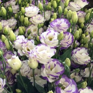 Elegant Lisianthus Seeds - 62⬜🟪, 100 Seeds💕🔥