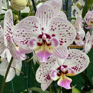 Phalaenopsis Seeds - 62⬜🟪, 100 Seeds🌱🔥