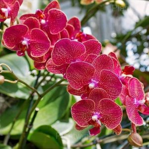 Phalaenopsis Seeds - 2🟥, 200 Seeds🔥