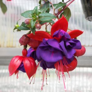 Colorful Fuchsia Flowers Seeds - 33🟥🟪, 200 Seeds🌱