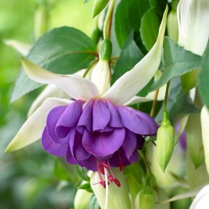 Colorful Fuchsia Flowers Seeds - 5🟪, 500 Seeds💗